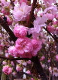 Flowering Almond