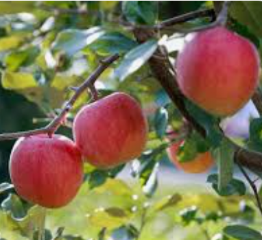 Gala Apple