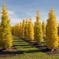 Ginkgo biloba Sky Tower