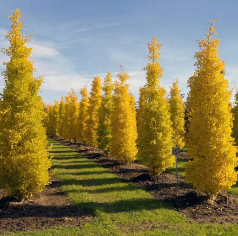 Ginkgo biloba Sky Tower