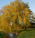 Golden Weeping Willow