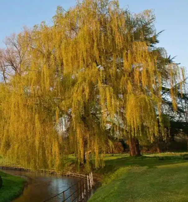 Golden Weeping Willow