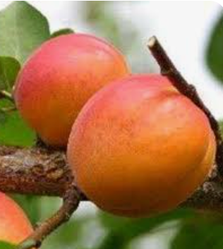 Harcot Apricot