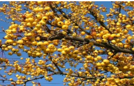 Harvest Gold Crabapple
