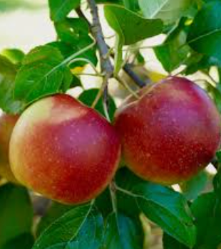 McIntosh (Mac) Apple