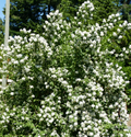 Mockorange (Philadelphus)