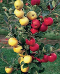 Multi-Apple