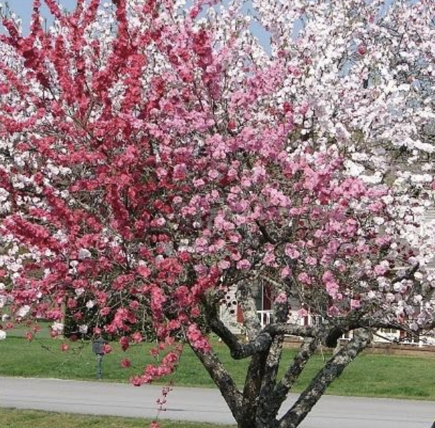 Multi-Cherry