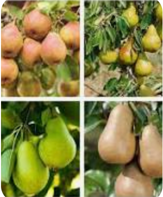Multi-Pear