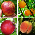 Multi-Stone Fruit