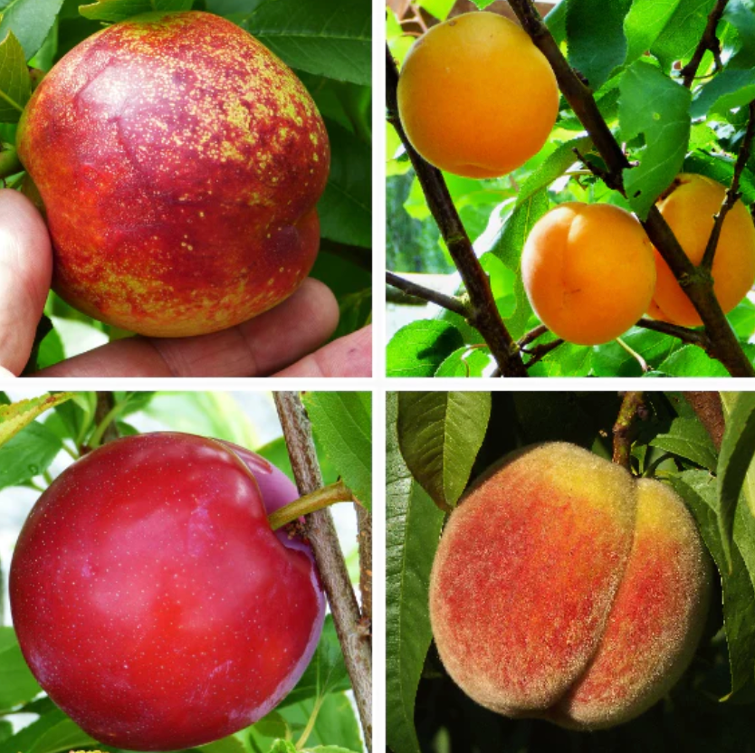 Multi-Stone Fruit