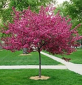 Profusion Crabapple