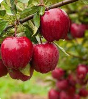 Red Delicious Apple