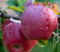 Spartan Apple
