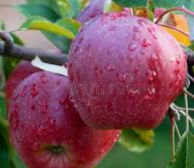 Spartan Apple