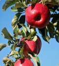 Wolf River Apple