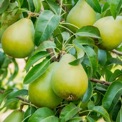 Bartlett Pear