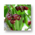 Bing Cherry
