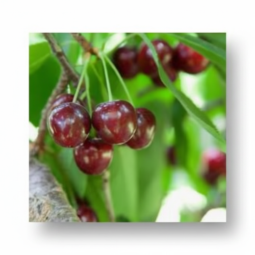 Bing Cherry