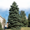 Blue Spruce 1:1