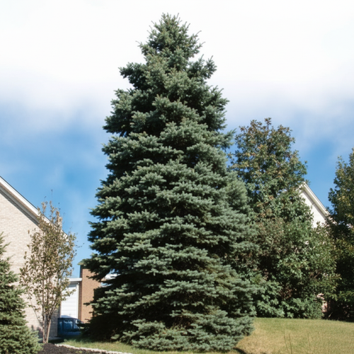 Blue Spruce 1:1