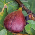 Chicago Hardy Fig
