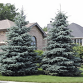 Colorado Baby Blue Spruce 1:1