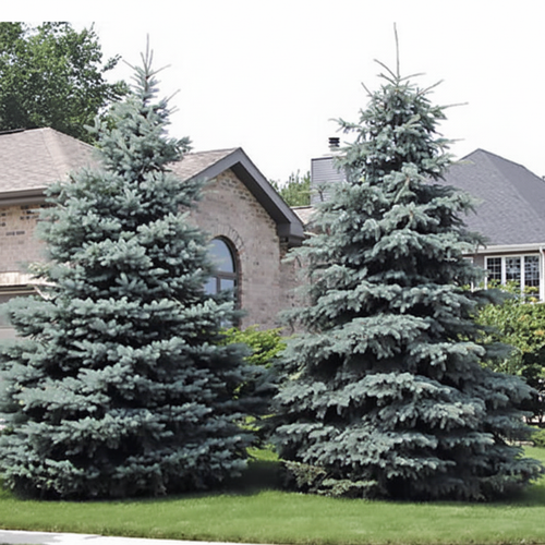 Colorado Baby Blue Spruce 1:1