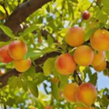 Early Golden Plum