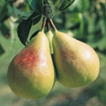 Flemish Beauty Pear