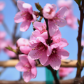 Frost Peach Blossom