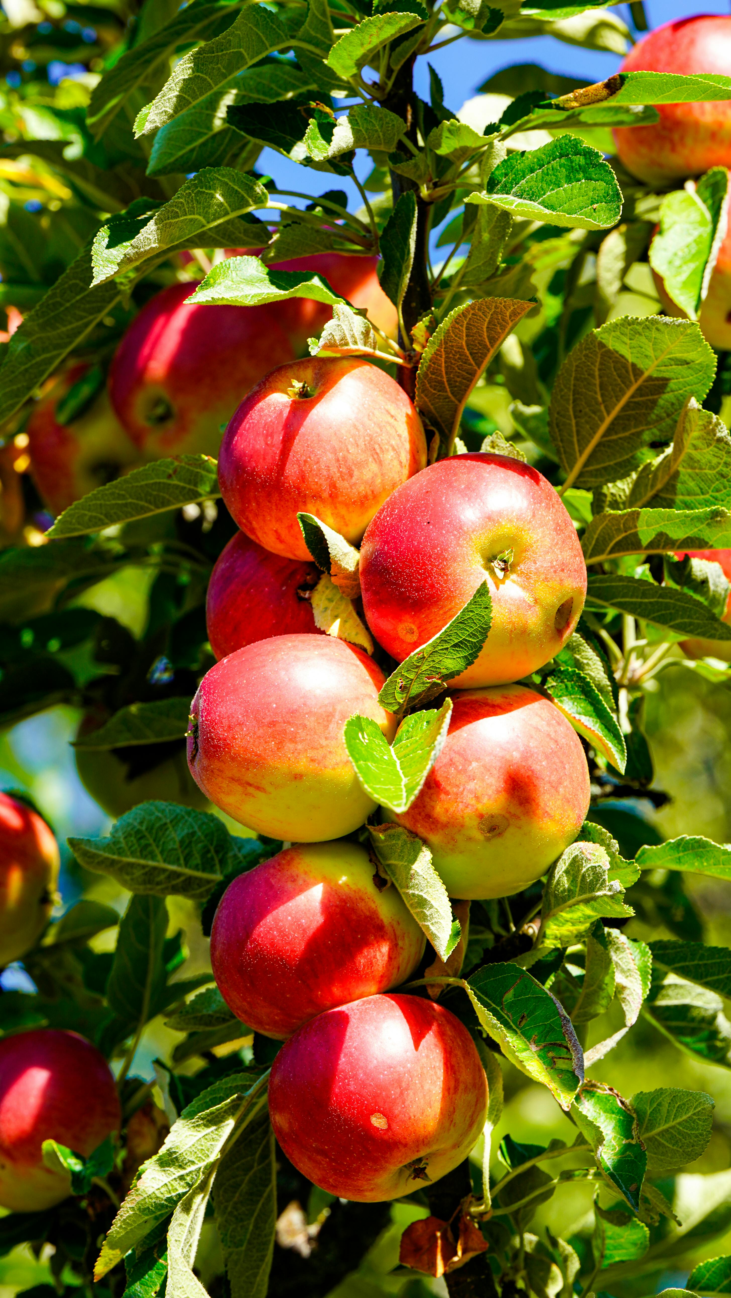 Honeycrisp Apple
