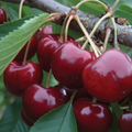 Lapins Cherry