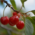 Montmorency Cherry