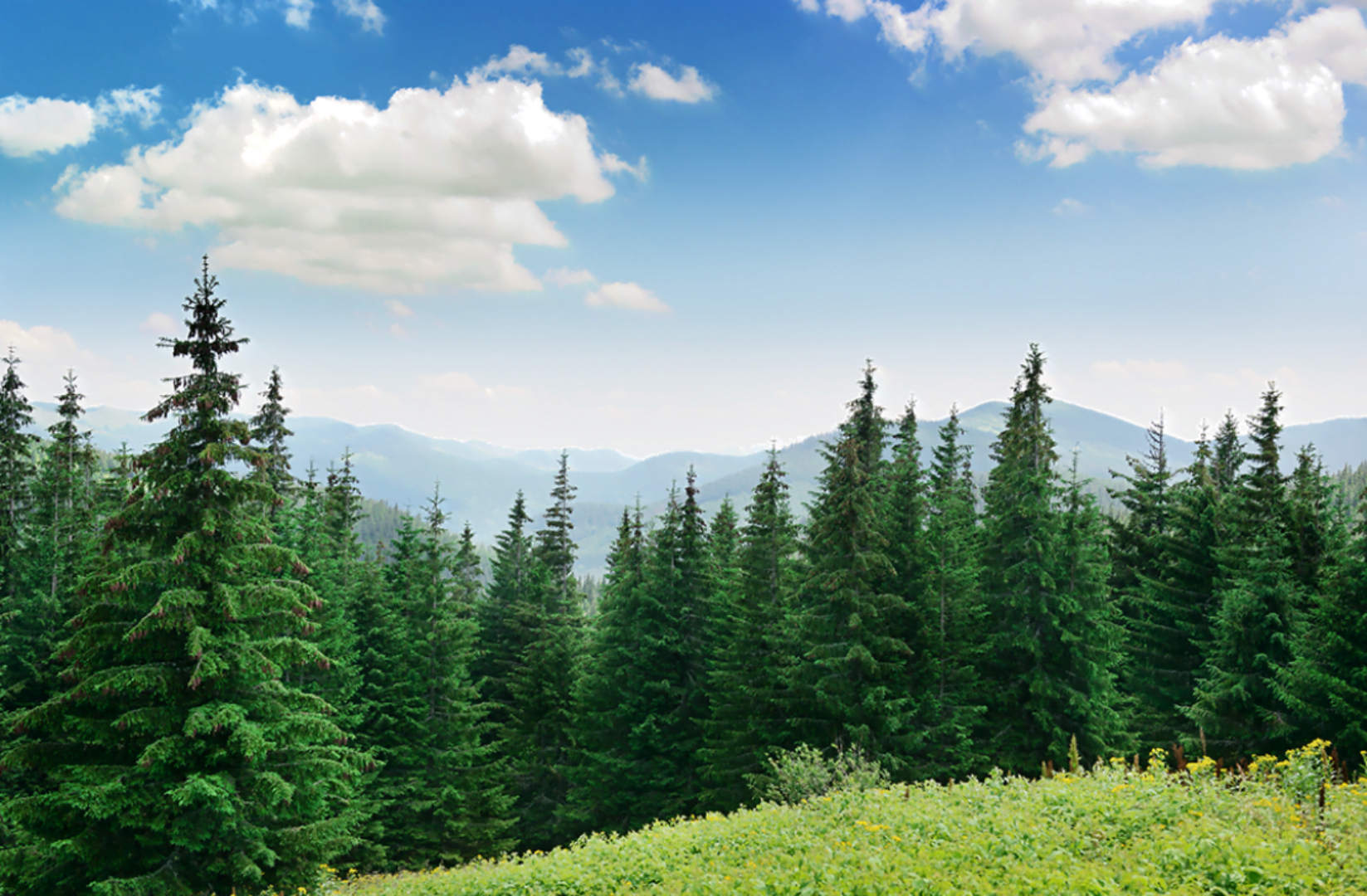 Norway Spruce