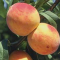 Reliance Peach