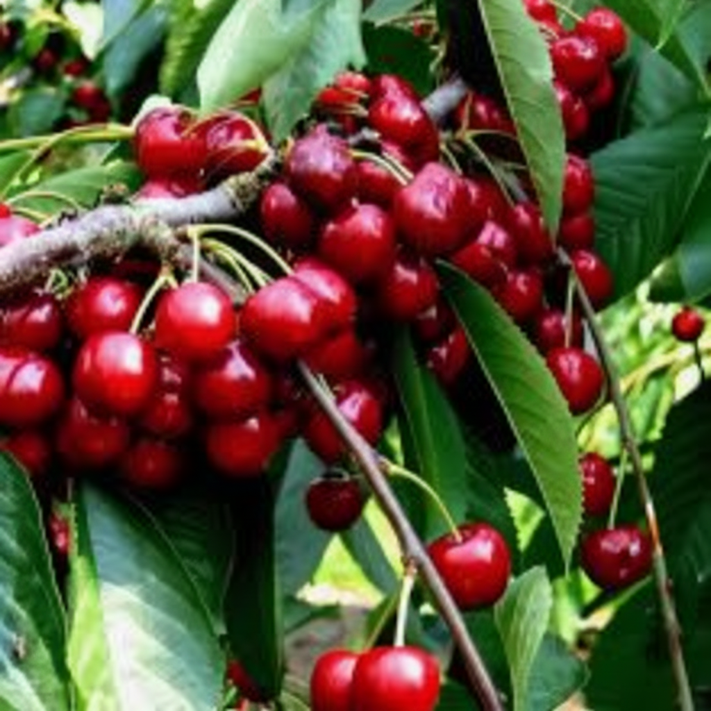 Stella Cherry