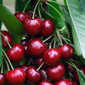 Van Cherry