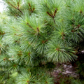 White Pine 1:1