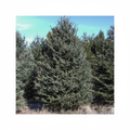 White Spruce 1:1